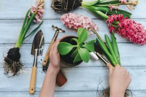 알고 있어야 할 8가지 실내용 식물