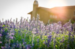 집 안에 좋은 냄새가 나도록 만드는 5가지 비결