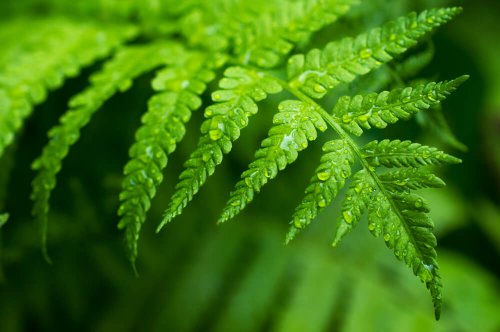 양치류의 이파리를 인테리어에 활용해보자.