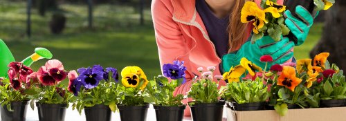 가을 정원을 꾸미기 좋은 식물 3가지 01