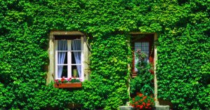 실외 담쟁이덩굴: 울타리와 벽