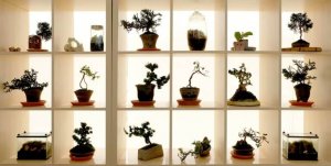 모든 사람들을 위한 분재 나무