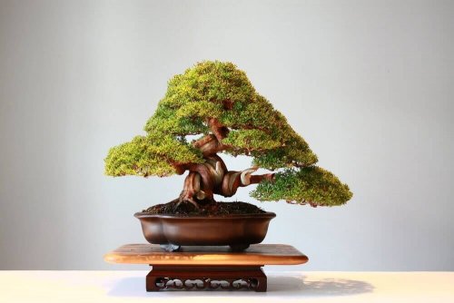 분재 나무: 아름다운 작은 나무의 종류와 관리 방법