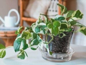 식물학 강의: 꼭 알아두어야 할 식물