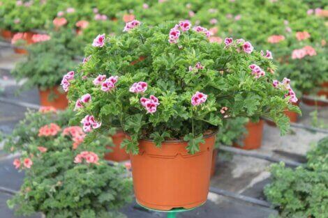 레몬 제라늄 이미지