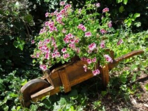 최고의 모기 퇴치용 식물