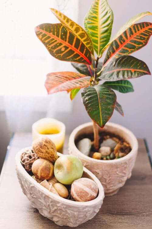 색깔이 있는 나뭇잎은 어떻게 색을 띨까?