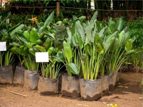 극락조 꽃 이미지